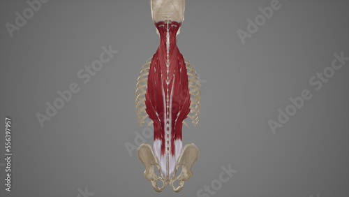 Anatomical Illustration of Deep Back Muscles.3d rendering