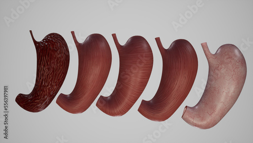 Anatomical Illustration of Layers of Stomach.3d rendering photo
