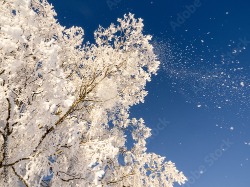 snow covered trees with blue sky