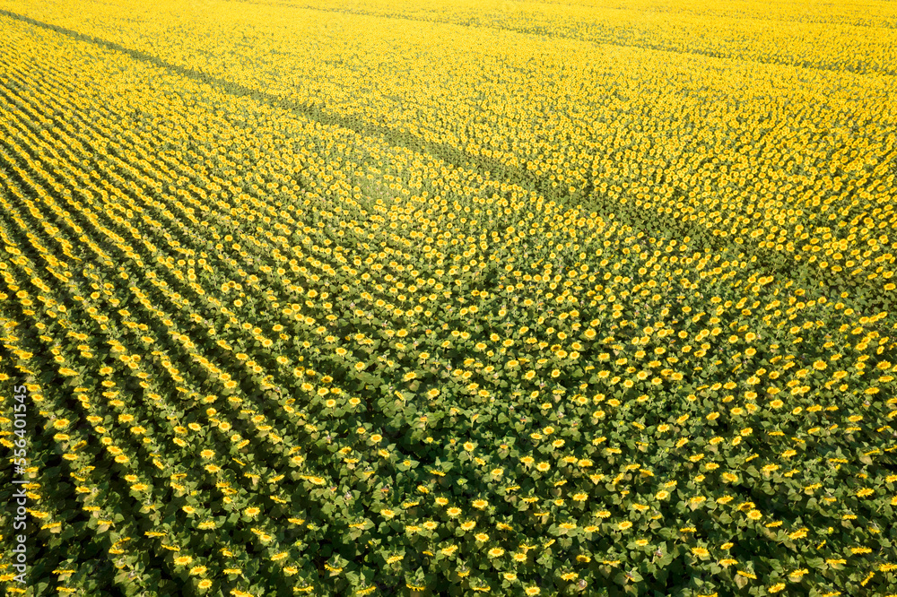 Aerial view of a sunflower field photographed in the summer season Aerial view of a sunflower field photographed in the summer season