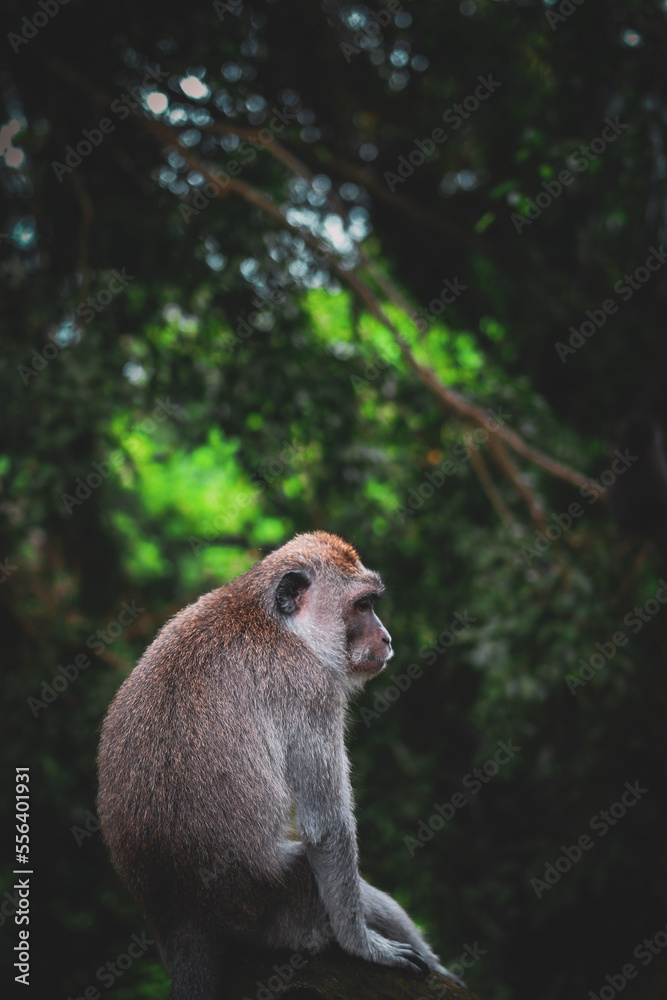 Monkey in jungle