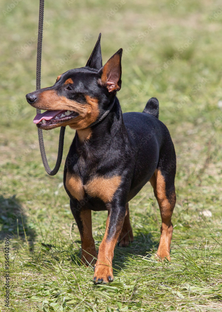 Dog outdoors on a leash on green grass.