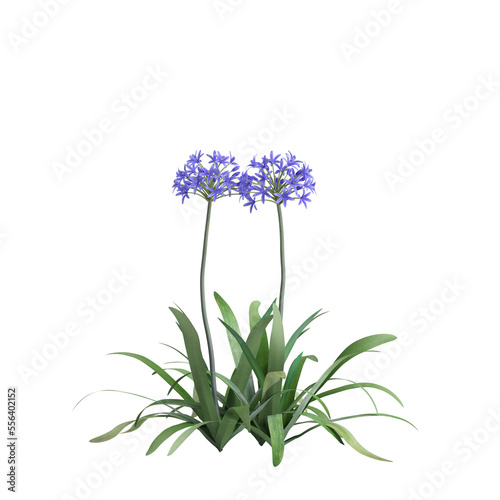 3d illustration of Agapanthus umbelatus flowering isolated on transparent background photo