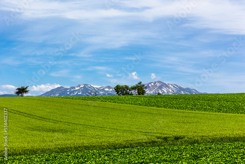 北海道の6月、美瑛の丘の麦畑・日本