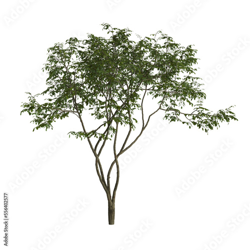 3d illustration of amelanchier tree isolated on transparent background