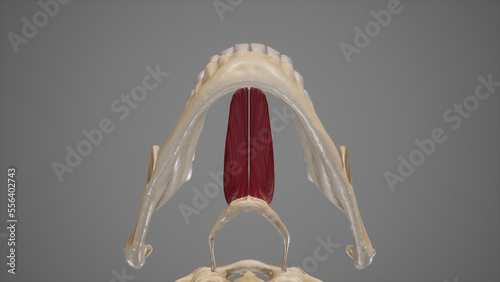 Anatomy Illustration of Geniohyoid Muscle.3d rendering photo