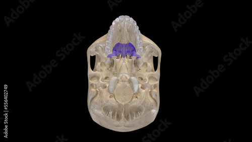 Inferior View of Palatine Bone.3d rendering photo