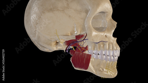 Anatomy of Infratemporal Fossa.3d rendering