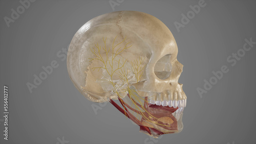 Anatomical Illustration of Mandibular Nerve.3d rendering photo