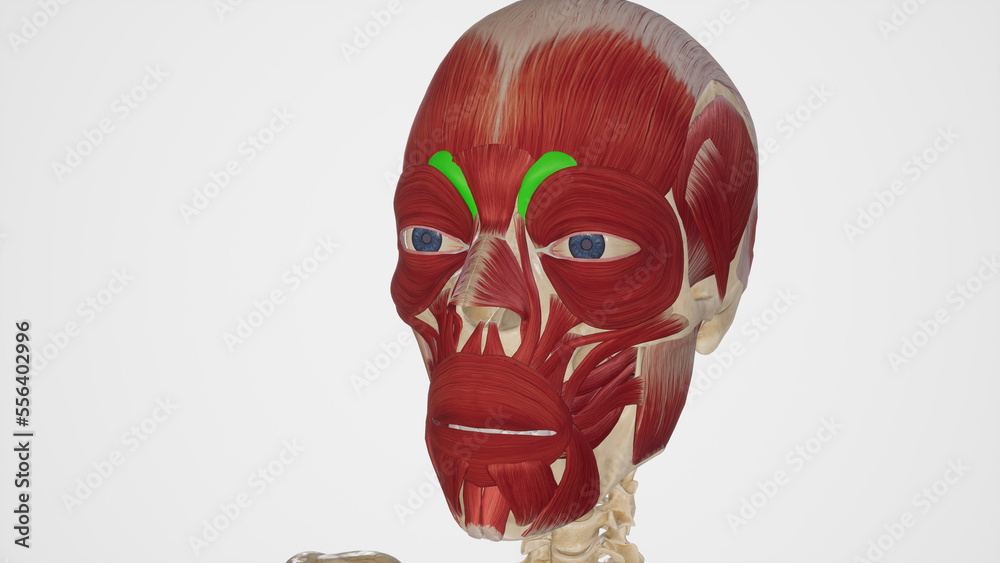 Naklejka premium Depressor Supercilli Muscle Anatomy.3d rendering
