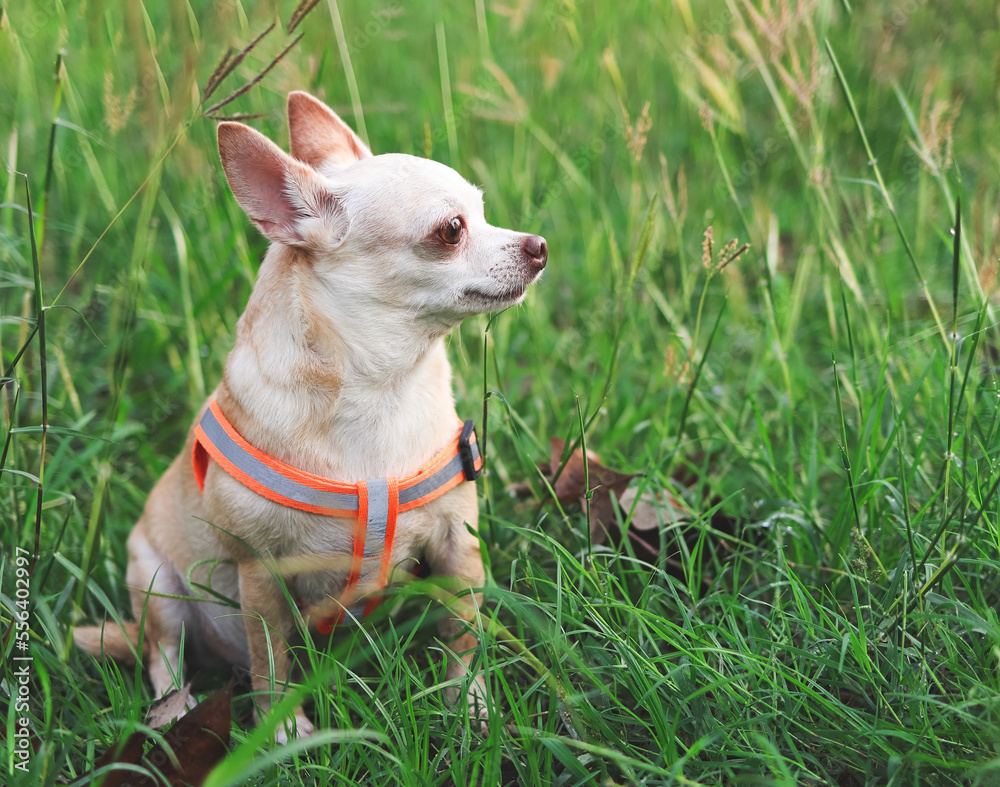happy and healthy Chihiahua dog sitting in meadow, looking away.