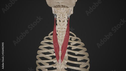 Anatomical Illustration of Splenius Cervicis.3d rendering photo