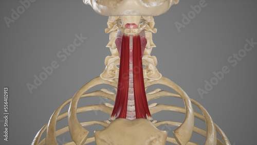 Anatomical Illustration of Sternohyoid Muscle.3d rendering photo