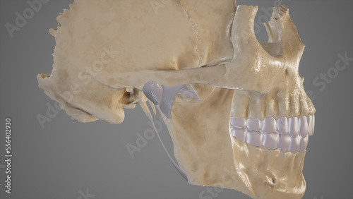 Anatomical Illustration of Temporomandibular Joint (TMJ).3d rendering