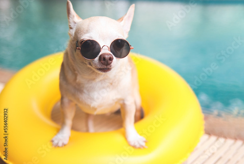 Fototapeta Naklejka Na Ścianę i Meble -  brown short hair chihuahua dog wearing sunglasses standing  in  yellow  swimming ring or inflatable by swimming pool, looking at camera.