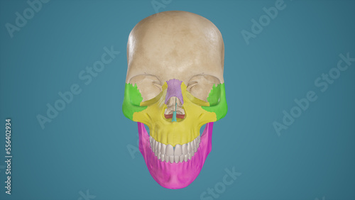 Anatomical Illustration of Viscerocranium.3d rendering photo