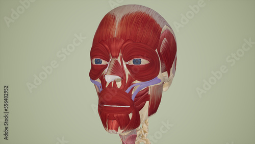 Zygomaticus Major and Minor Muscles.3d rendering photo