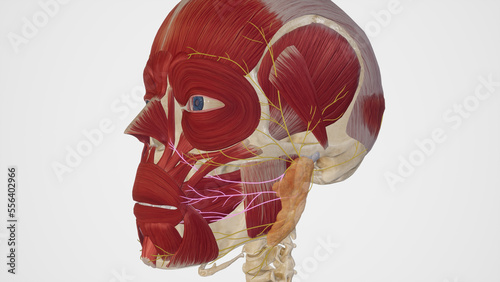 Buccal Branch of Facial Nerve.3d rendering photo