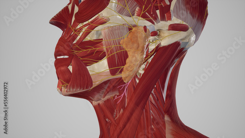 Cervical Branch of Facial Nerve.3d rendering photo