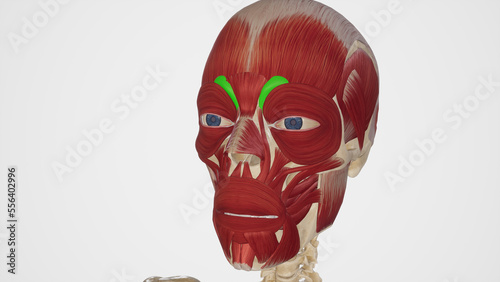 Depressor Supercilli Muscle Anatomy.3d rendering photo