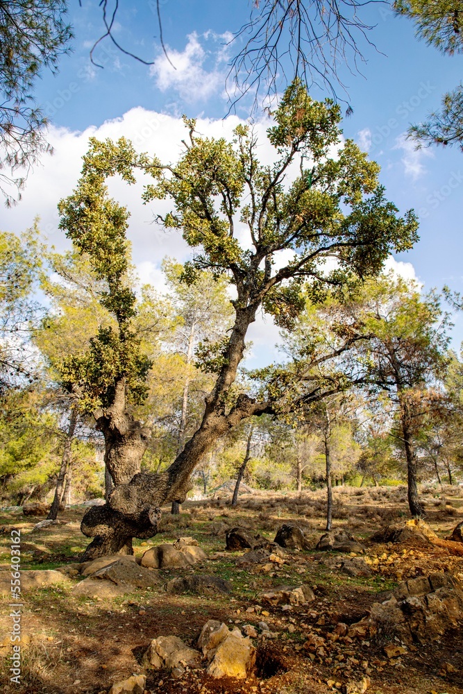 اشجار غابة تل وقلعة الزيتون- الاردن- Trees of the hill forest and olive castle- Jordan اشجار غابة تل وقلعة الزيتون- الاردن- Trees of the hill forest and olive castle- Jordan