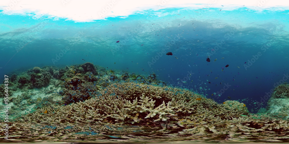 Underwater world with coral reef and tropical fishes. Travel vacation concept 360 panorama VR