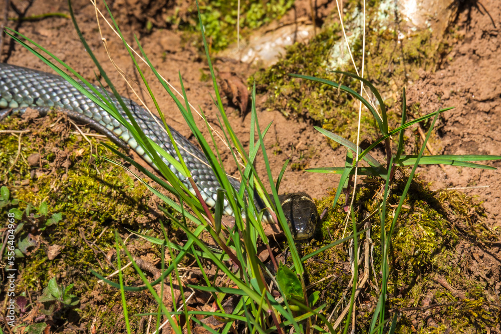Grass snake try to hide in the grass Grass snake try to hide in the grass