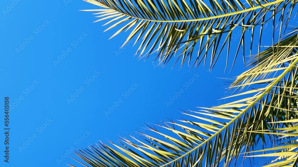 A green palm tree against a blue sky. Palm trees in the sunlight. View of palm trees against the sky with branches swaying in the wind - 4K video. Palm tree on the seashore view from below. Egypt 2022