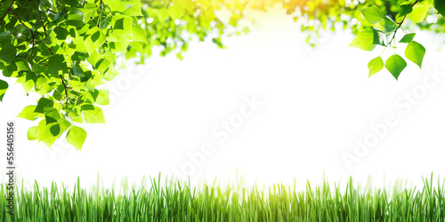 Tree branch with leaves and grass on white background with sunlight