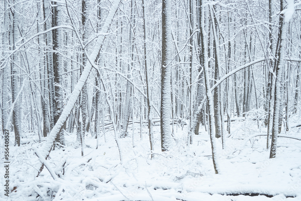 Fototapeta premium Snow covered tree trunks background.