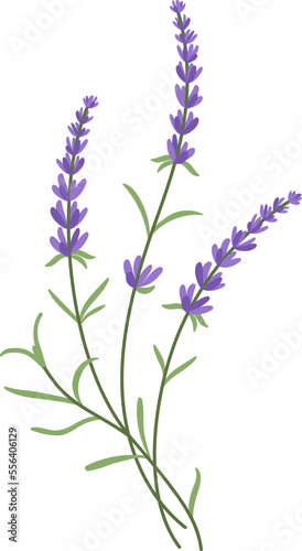 Lavender is a beautiful field flower for aromatic oils. Violet and lavender hues for trendy rustic eco packaging.
