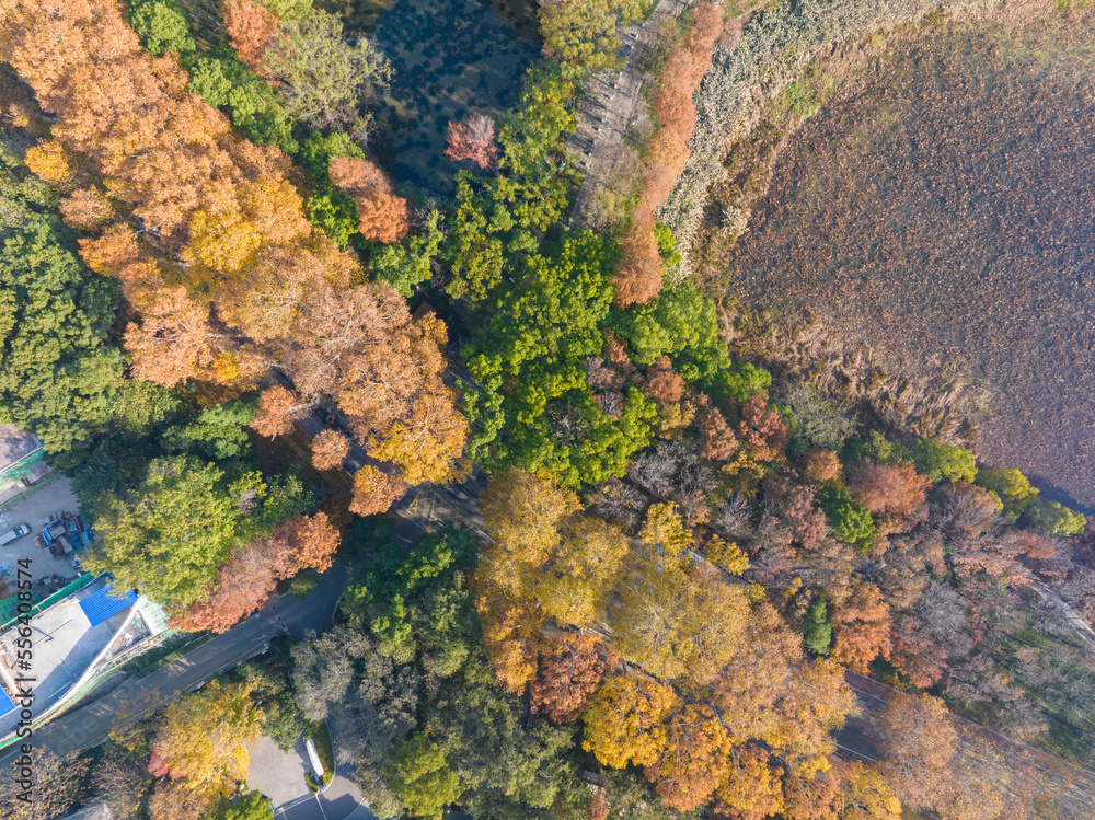 Autumn scenery of Wuhan East Lake Wetland Park Scenic Area