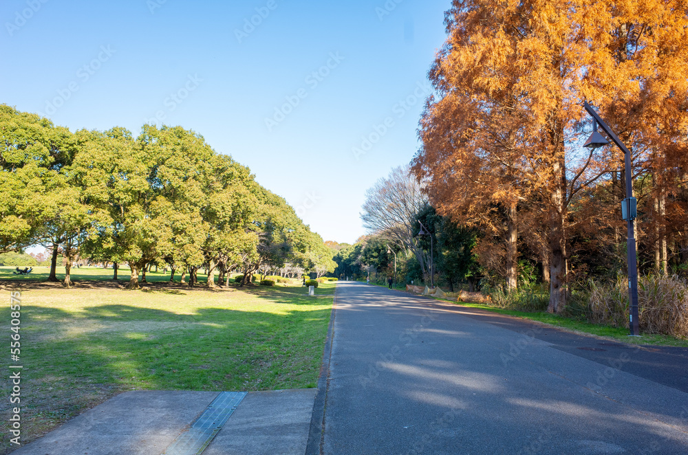 Obraz premium 東京都最大級の都立公園「水元公園」メタセコイアの森