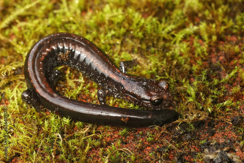 Closeup on an adult endangered Del Norte Salamander , Plethodon elongatus, in North California