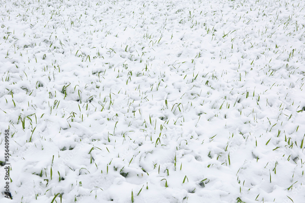 Wheat field covered with snow in winter season. Snow winter background.