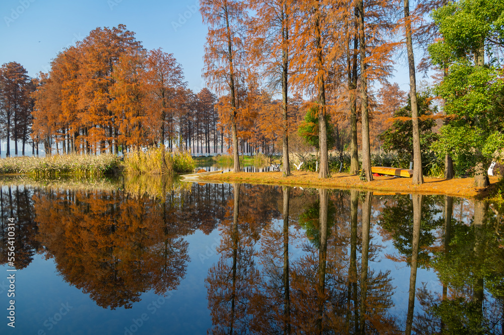 Autumn scenery of Wuhan East Lake Wetland Park Scenic Area Autumn scenery of Wuhan East Lake Wetland Park Scenic Area