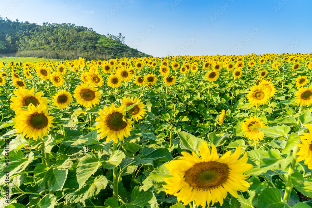 
Beautiful blooming sunflower field, a beautiful day to see the beautiful flowers and relax.