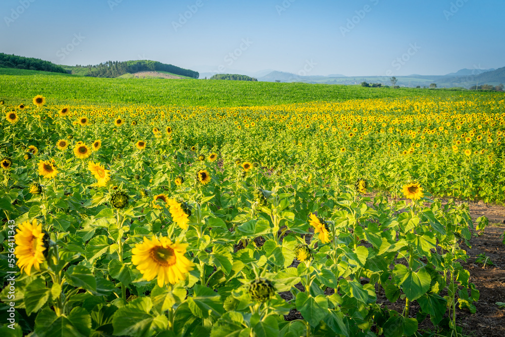 
Beautiful blooming sunflower field, a beautiful day to see the beautiful flowers and relax.