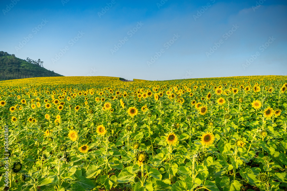 
Beautiful blooming sunflower field, a beautiful day to see the beautiful flowers and relax.
