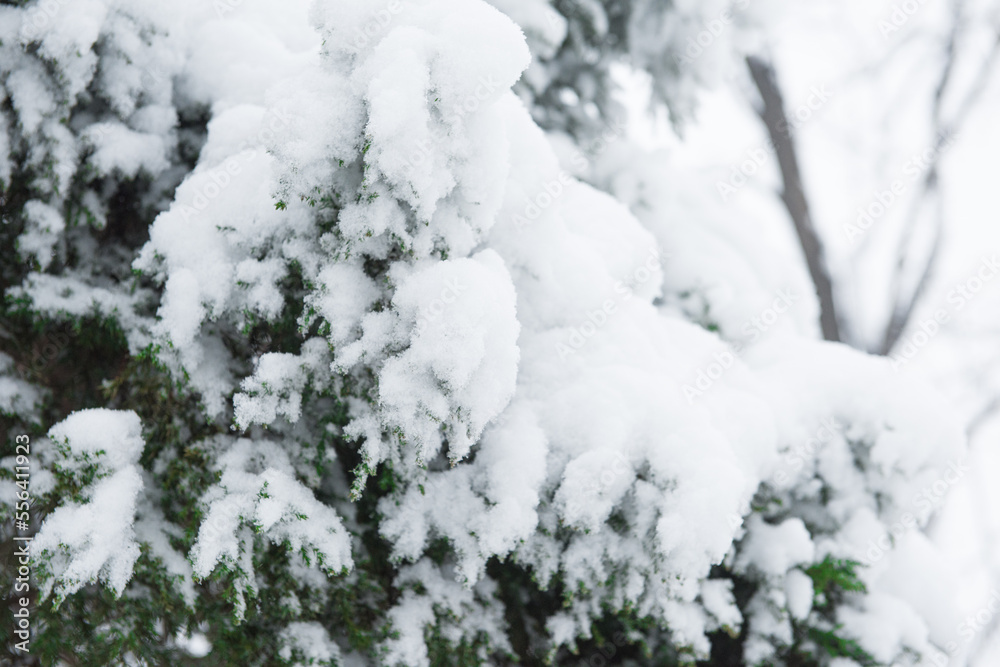 pine tree branche covered with snow. Snow winter background. Selective focus pine tree branche covered with snow. Snow winter background. Selective focus