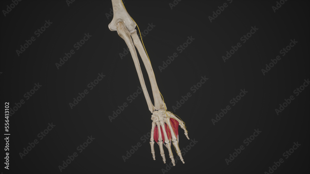 Anatomical Illustration of Superficial Branch of Radial Nerve3d Biology Diagrams