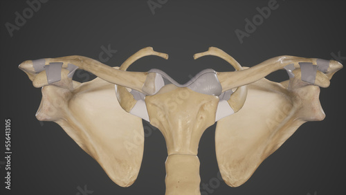 Photos Medical Illustration of Joints and Ligaments of Clavicle