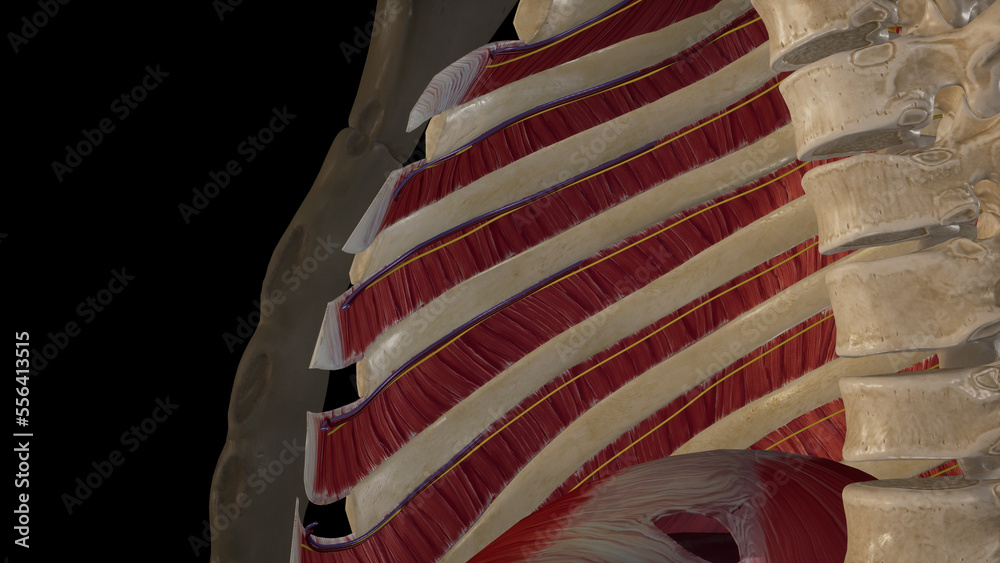 Course of The Intercostal Nerves and Vessels.3d rendering Stock ...