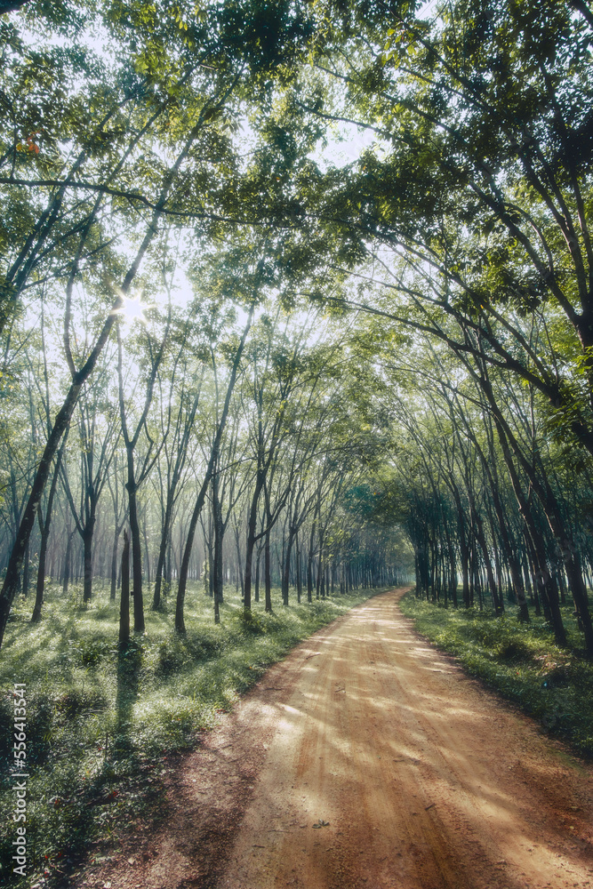 Wooded forest trees in the early morning with sunray through the leaves Wooded forest trees in the early morning with sunray through the leaves