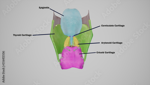 Anatomical Illustration of Cartilages of Larynx Labeled.3d rendering photo
