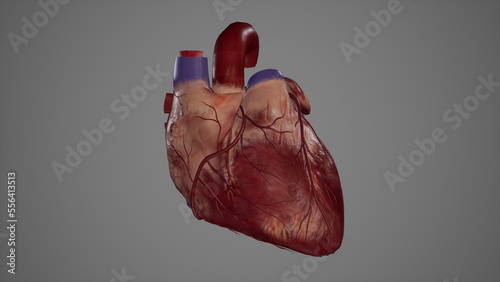 Anatomical Illustration of Coronary Artery.3d rendering photo