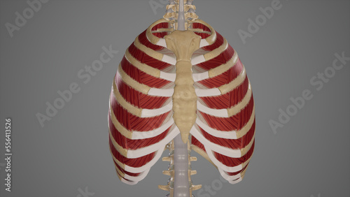 Anatomical Illustration of Intercostal Muscles.3d rendering photo