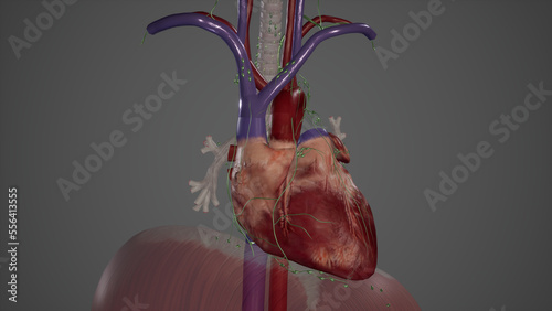 Lymphatic Drainage of Heart.3d rendering photo