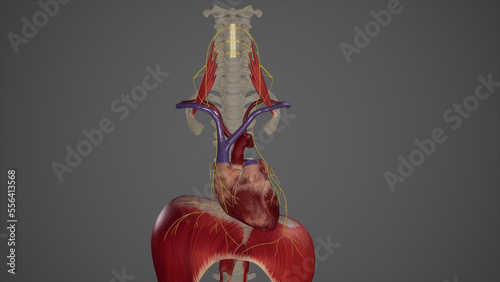 Anatomical Illustration of Phrenic Nerve.3d rendering