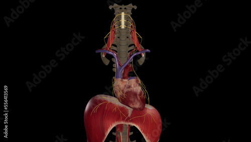 Phrenic Nerves on Black Background.3d rendering